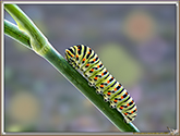 Chenille de Machaon
